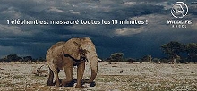 Braconnage : en Afrique, un éléphant est massacré toutes les 15 minutes